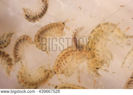 Close Up Of Crayfish, Zooplankton As Food For Fish.