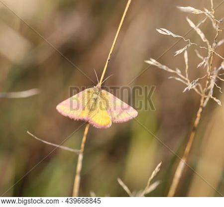 A Small Rotbandspanner Hides In The Undergrowth Of A Meadow.