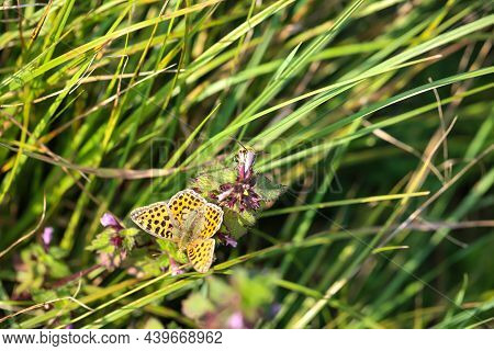 Portreit Of A Small Mother-of-pearl Butterfly On A Meadow Plant.