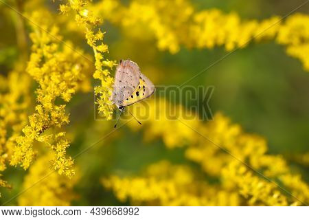 Portreit Of A Small Mother-of-pearl Butterfly On A Meadow Plant.