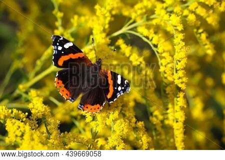 An Admiral Sits On The Yellow Flowers Of A Plant In A Meadow.