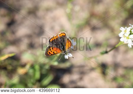 A Map Butterfly Sits On The White Flower Of A Plant.