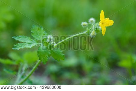 Greater Celandine  On A Green Blurred Background