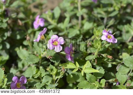 Ornamental Bacopa Pink Flowers - Latin Name - Chaenostoma Cordatum