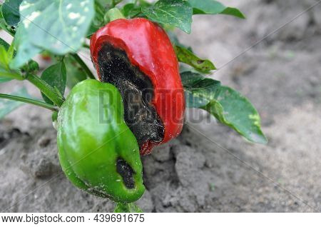 Plant Disease. Red Pepper With Rot In The Middle. Garden.