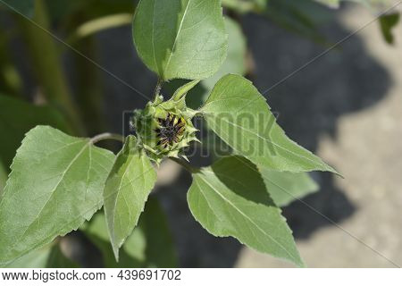 Sunflower Red Sun Flower Bud - Latin Name - Helianthus Annus Red Sun