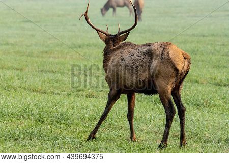 Female Elk Is Target Of Young Male During The Rut