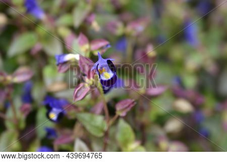 Wishbone Flower - Latin Name - Torenia Fournieri