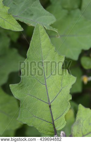 Bitter Tomato Leaf - Latin Name - Solanum Aethiopicum