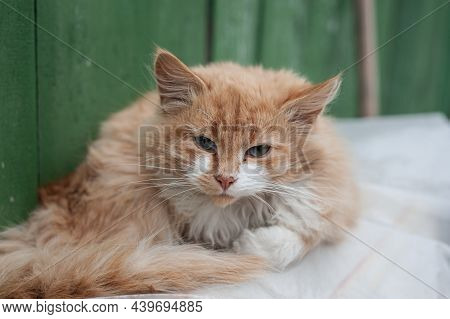 Close Up Of Fluffy, Light Buff Orange Kitten With Blue Eyes. 2 Months Old Kitten With White Chest An