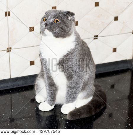 Scottish Fold Cat Color Blue Bicolor On The Countertop, Domestic Kitten, Theme Domestic Cats And Kit