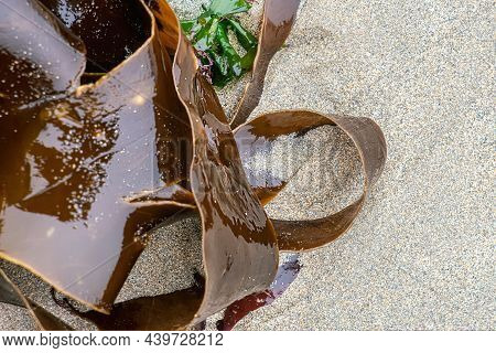 Shiny Wet Seaweed Leaves On A Sand. Close Up.