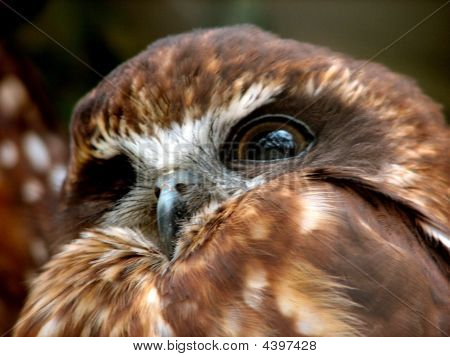 Boobook Owll
