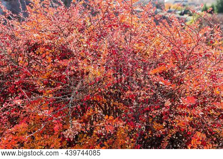 Fragment Of The Red Barberry Shrub, Thunberg's Barberry Variety With Ripe Berries And Bright Autumn 