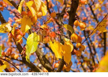 Branch Of The Paradise Apple Tree With Small Ripe Fruits And Bright Autumn Leaves, Close-up On A Blu