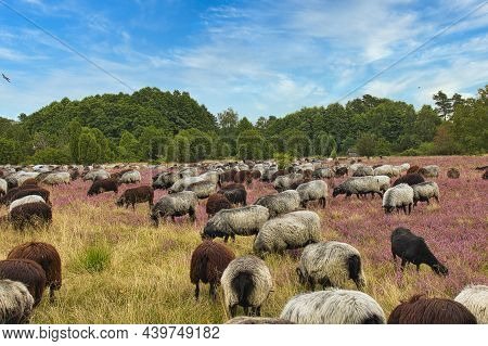 Heidschnucken In The Luneburg Heath Near Undeloh