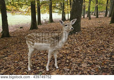 Red Deer With Beautiful Antlers In The Forest