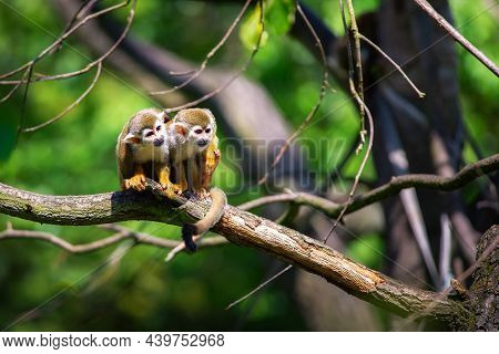 Two Common Squirrel Monkeys Sitting On A Tree Branch Very Close To Each Other