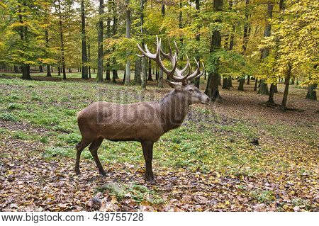 Red Deer With Beautiful Antlers In The Forest
