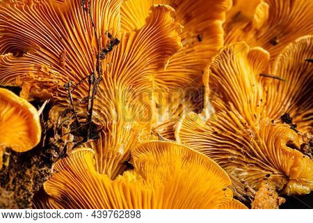 Phyllotopsis nidulans on the black background