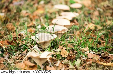 Mushrooms Grow In A Line. The Blancaccio In The Autumn Forest.