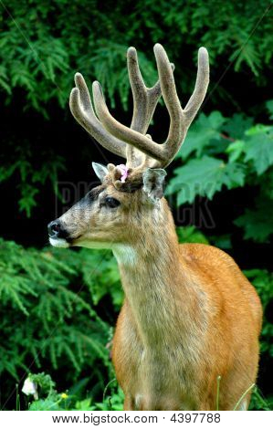 Cauda preta Deer Buck