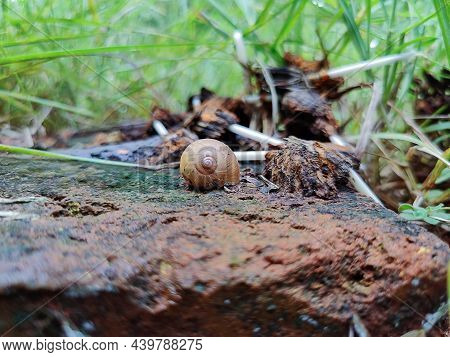 Front View Of Yellow Color Old Empty Snail Shell On The Rock, Picture Capture During Rainy Season At