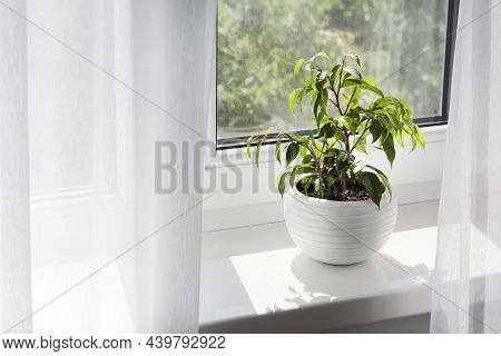 Potted Young Ficus Benjamina Plant On The Windowsill In The Room On Sunny Day