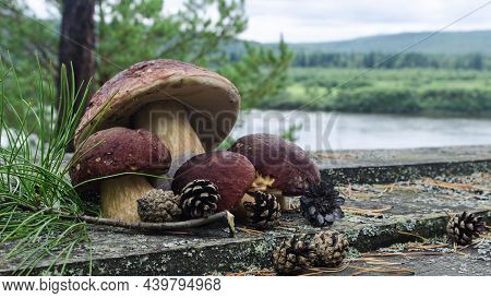 Large Porcini Mushrooms With A Brown Hat And Pine Cones On A Wooden Table Against The Background Of 