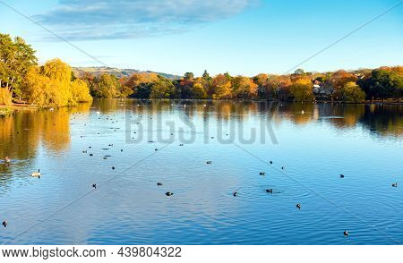 Roath Park Lake In Autumn With Ducks And Swans Swimming In The Lake And Trees Full Of Colourful Leav
