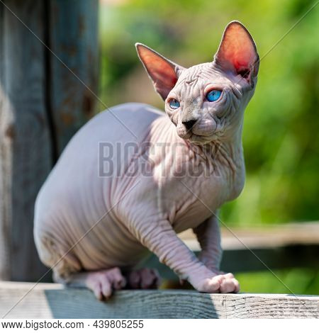 Pretty Cat Canadian Sphynx Breed Sitting Outdoors On Wooden Playground Of Cattery And Looking Away. 