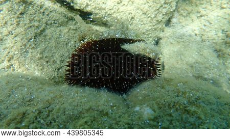 Violet Sea Urchin (sphaerechinus Granularis) Undersea, Aegean Sea, Greece, Halkidiki