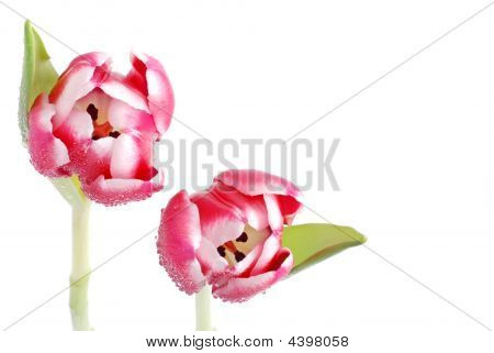 Tulip