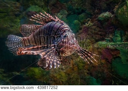 A Large Striped Tropical Lionfish Swimming Underwater