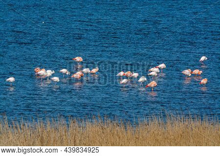 Colony Of Pink Flamingos Wintering In Grevelingen Salt Lake Near Battenoord Village In Zeeland, Neth