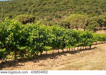 Winemaking In  Department Var In  Provence-alpes-cote D'azur Region Of Southeastern France, Vineyard