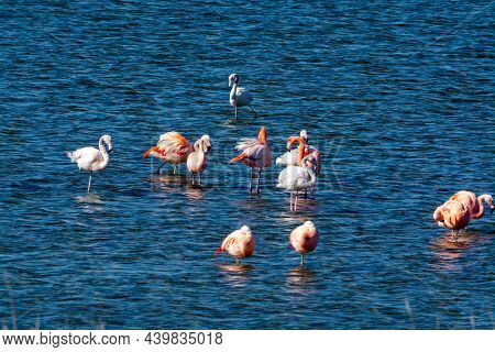 Colony Of Pink Flamingos Wintering In Grevelingen Salt Lake Near Battenoord Village In Zeeland, Neth