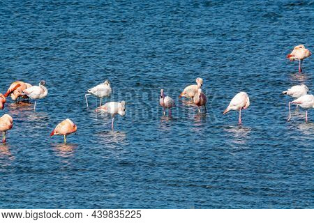 Colony Of Pink Flamingos Wintering In Grevelingen Salt Lake Near Battenoord Village In Zeeland, Neth