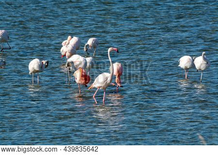 Colony Of Pink Flamingos Wintering In Grevelingen Salt Lake Near Battenoord Village In Zeeland, Neth