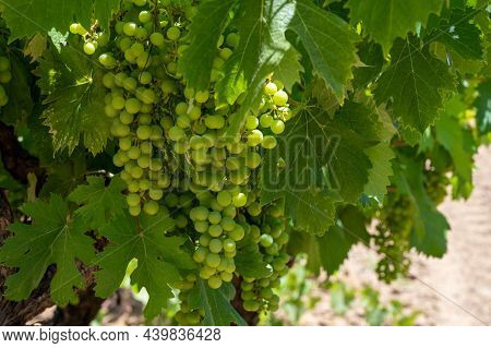 Winemaking In  Department Var In  Provence-alpes-cote D'azur Region Of Southeastern France, Vineyard