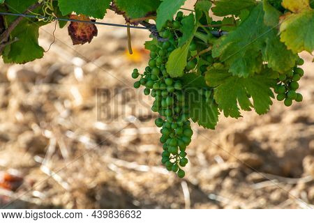 Winemaking In  Department Var In  Provence-alpes-cote D'azur Region Of Southeastern France, Vineyard