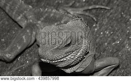 Water Agama, Or Eastern Water Lizard (latin Physignathus Cocincinus)