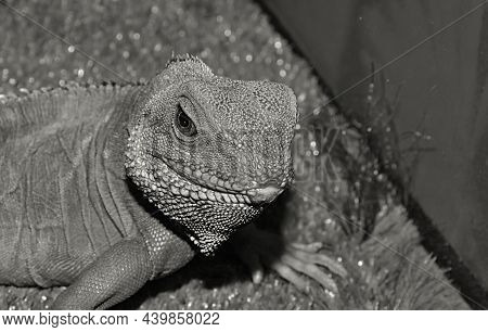 Water Agama, Or Eastern Water Lizard (latin Physignathus Cocincinus)