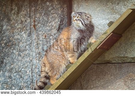 Wild Cat Manul Or Pallas's Cat, Lat. Otocolobus Manul, In The Zoo, Manul Is A Small Wild Cat With Lo