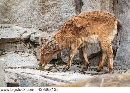 Mountain Goat Or East Caucasian Tur, Female, Latin Name Carpa Cylindricornis. It Is Critically Endan