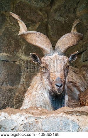 Close-up Portrait Of Markhor, Capra Falconeri, Wild Goat Native To Central Asia, Karakoram And The H