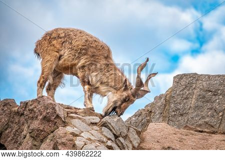 Markhor, Capra Falconeri, Wild Goat Native To Central Asia, Karakoram And The Himalayas Standing On