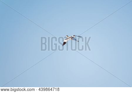 Water Bird Pied Avocet, Lat. Recurvirostra Avosetta, Flies Over The Lake. The Pied Avocet Is A Large