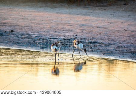 Two Water Birds Pied Avocet, Recurvirostra Avosetta, Feeding In The Lake. The Pied Avocet Is A Large
