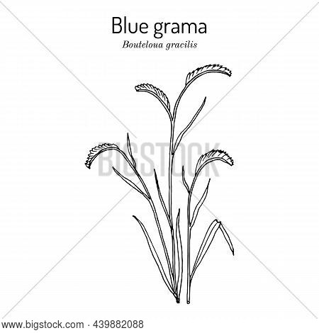 Blue Grama Bouteloua Gracilis , State Grass Of New Mexico And Colorado. Hand Drawn Botanical Vector 